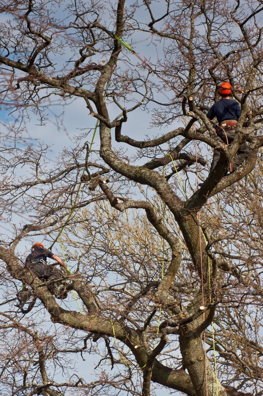 Tree being trimmed with two workers climbing with ropes and hard hats, and chainsaws.