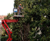 Man on lift truck trimming a large pine tree with a chain saw. 