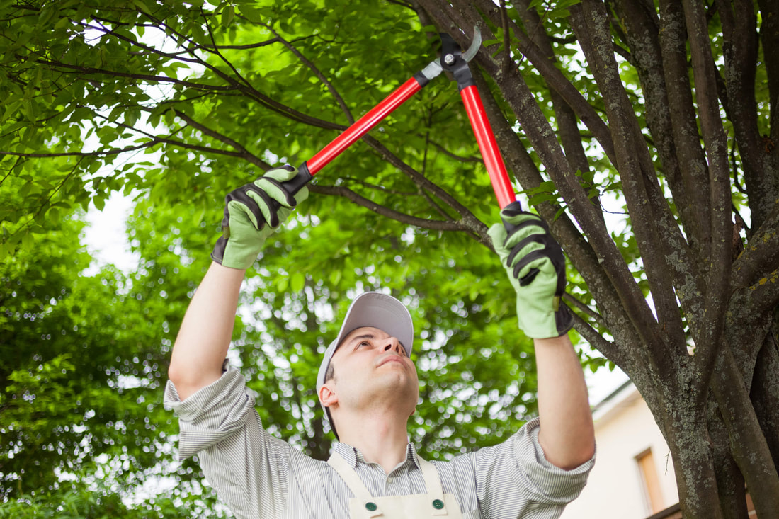 Man holding a red pair of pruners trimming a tree above his head.