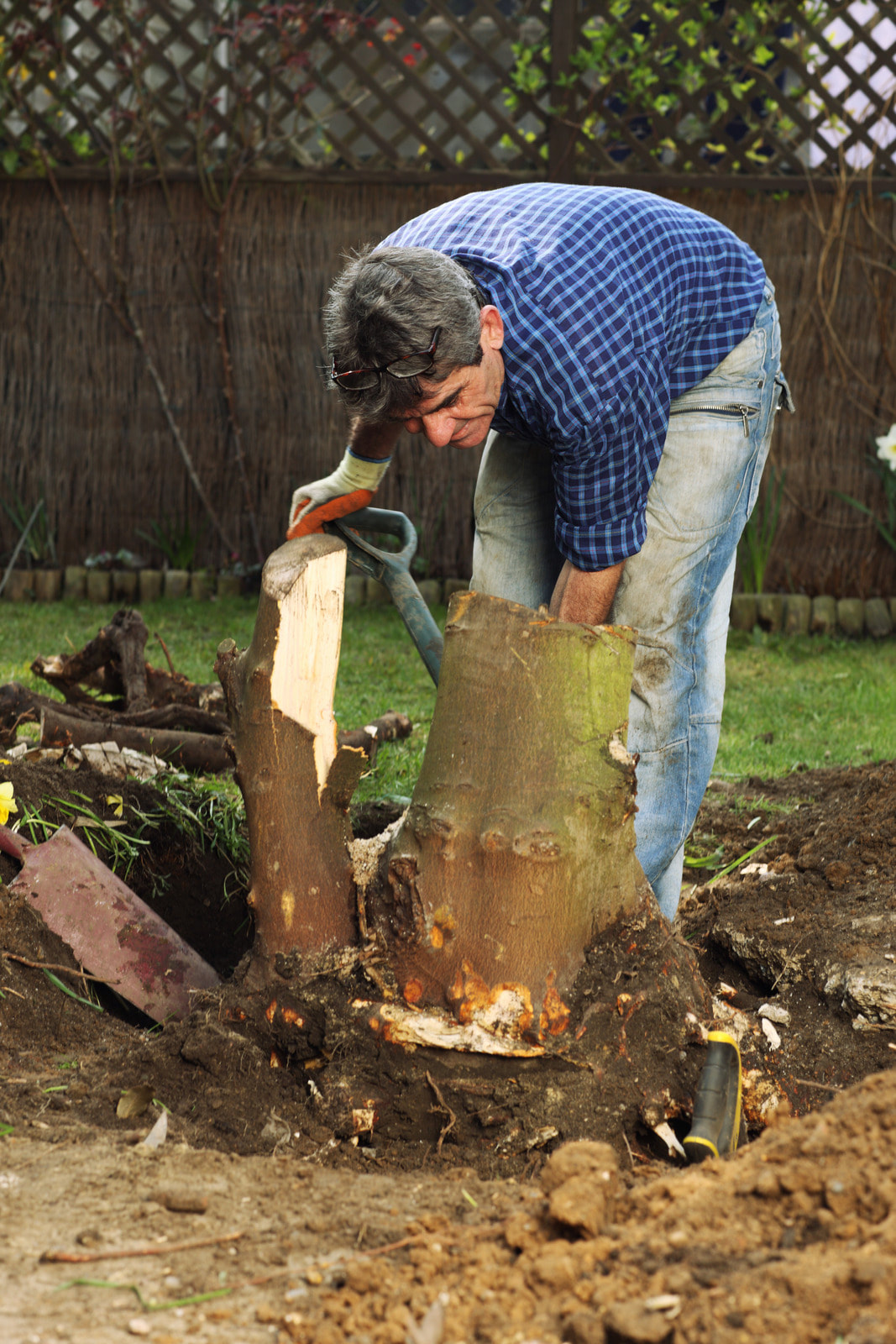 Man bent over a tree stump, trying to remove it on his own with a shovel.