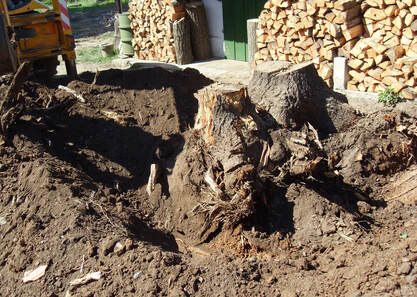 Stump dug out and all around it with a piece of heavy equipment and a wood pile in the background. 